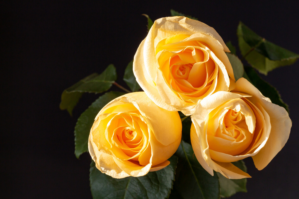 Gele Rozen kopen