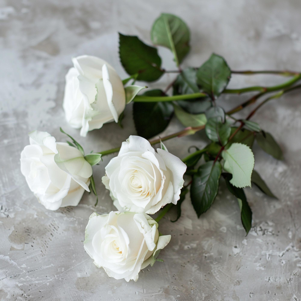 Witte rozen 3 Witte Rozen kopen