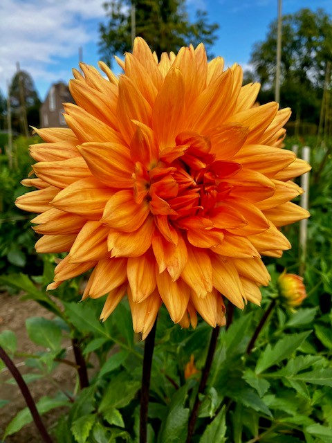 dahlia 6 dahlia 6