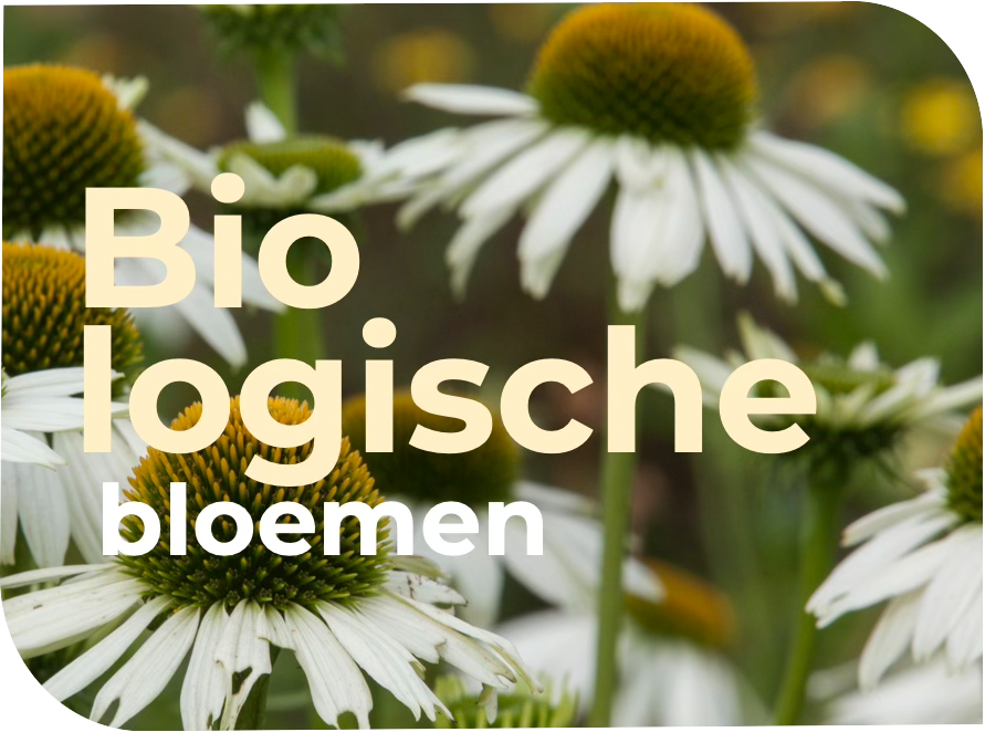 Home 58 biologische bloemen