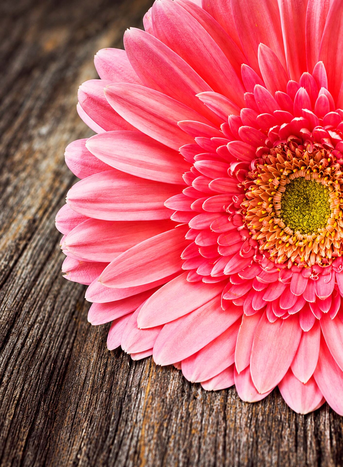Roze Gerbera